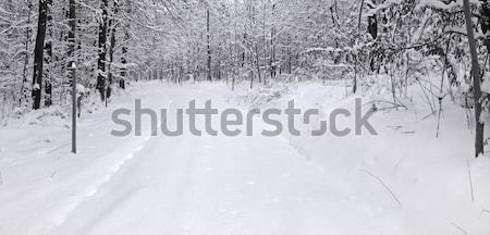 winter forest Stock photo © prill