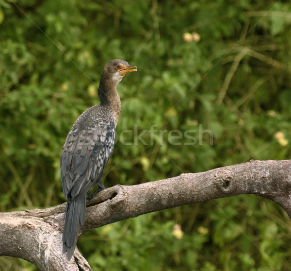 Cormorant sitting on a bough Stock photo © prill