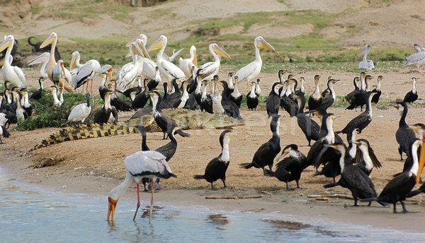 Stock photo: birds and crocodile waterside in Uganda