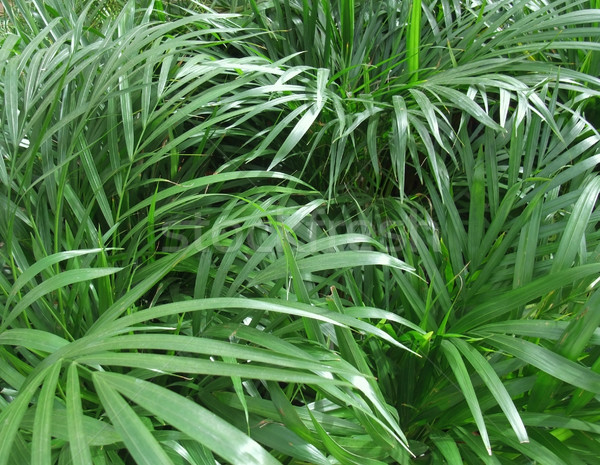 foliage plants Stock photo © prill