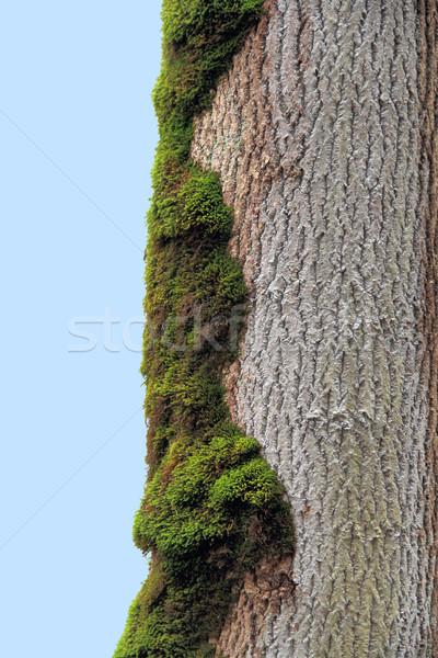 overgrown tree trunk Stock photo © prill
