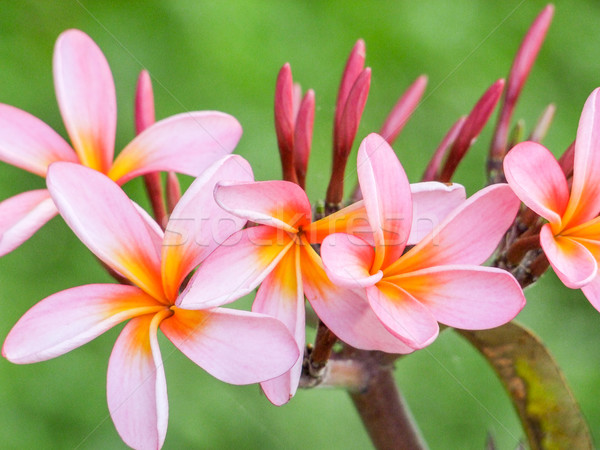pink Plumeria blossoms Stock photo © prill
