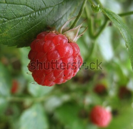 red raspberry closeup Stock photo © prill