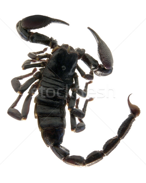 Sombre scorpion studio photographie au-dessus isolé [[stock_photo]] © prill