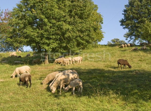 grazing sheep in sunny ambiance Stock photo © prill