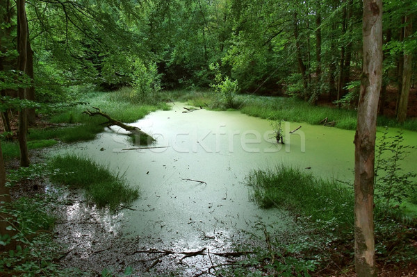 overgrown tarn in the forest Stock photo © prill