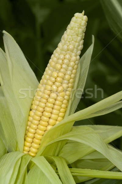 open corn cob Stock photo © prill