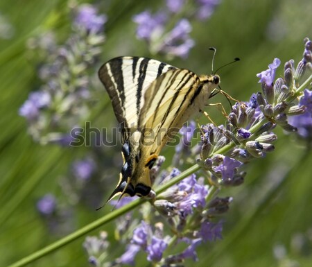 Scarce Swallowtail Stock photo © prill
