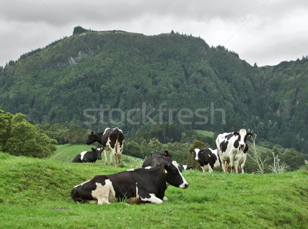cows on a meadow Stock photo © prill