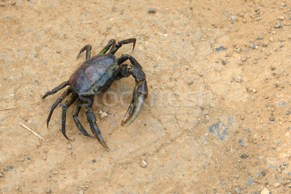 dark crab Stock photo © prill
