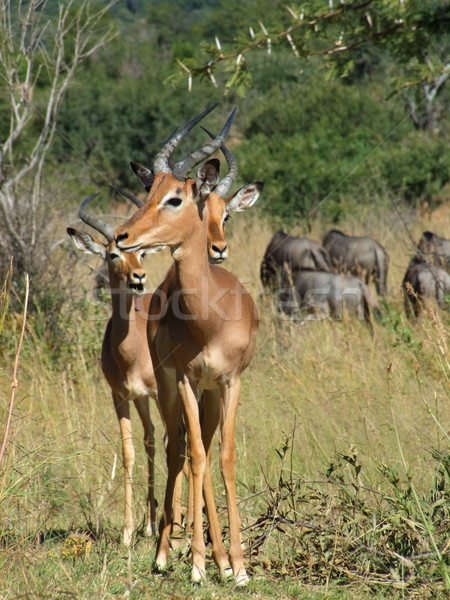 Impalas Stock photo © prill