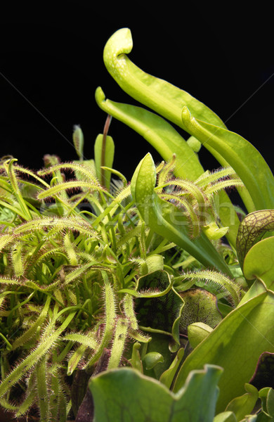 Mięsożerny roślin różny czarny powrót charakter Zdjęcia stock © prill