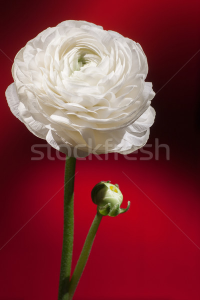 Stok fotoğraf: Beyaz · çiçek · karanlık · kırmızı · geri · doğa