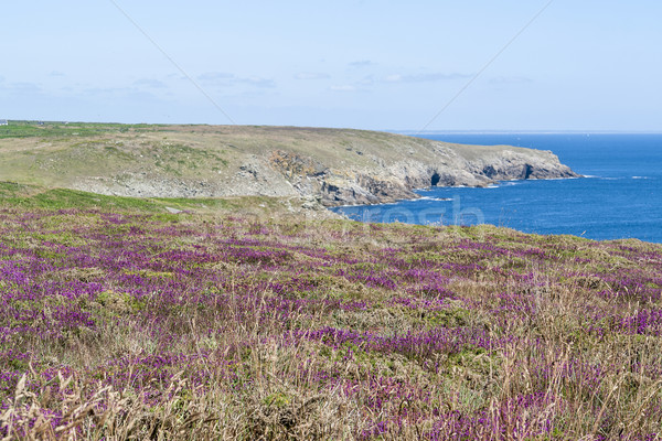 Renkli bitki örtüsü detay etrafında manzara deniz Stok fotoğraf © prill