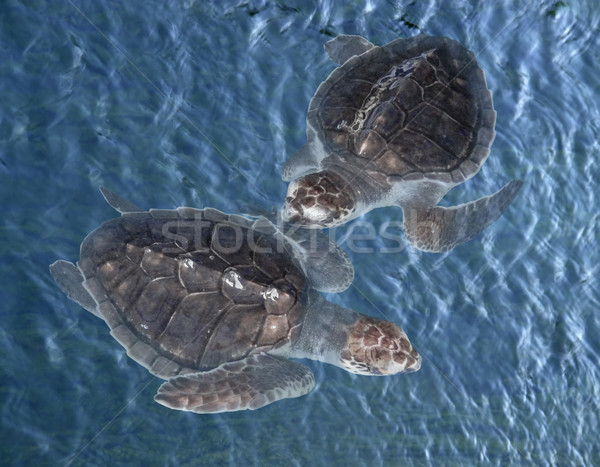 young sea turtles Stock photo © prill