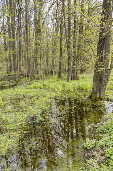 Wald Sumpf Landschaft früh Frühling Zeit Stock foto © prill