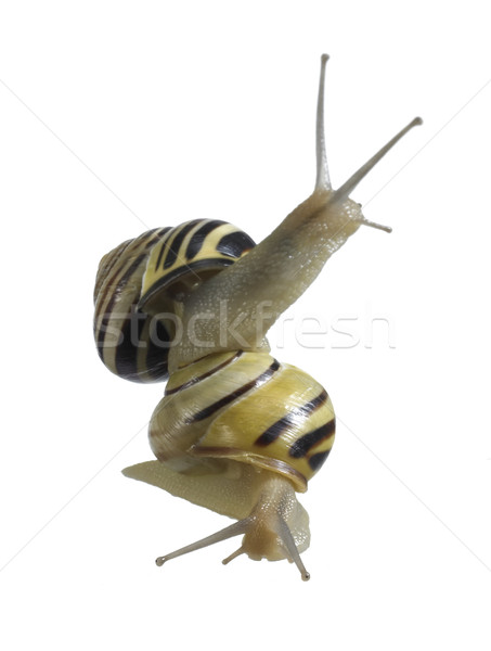 reach out Grove snails on each other Stock photo © prill