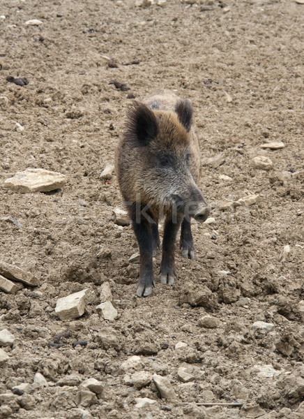 Stock photo: wild boar on earthy ground