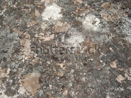 weathered lichen background Stock photo © prill