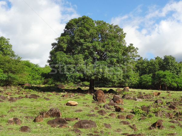Impressione idilliaco scenario albero buio rosolare Foto d'archivio © prill