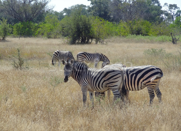 Stock photo: flock of zebras