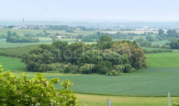 Rheinhessen Stock photo © prill