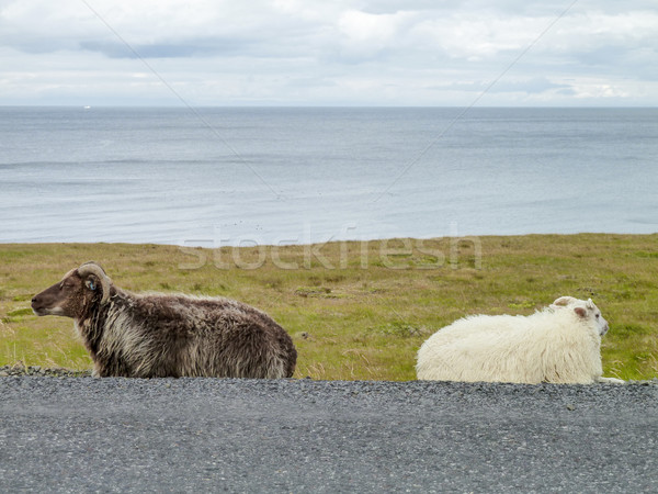 Icelandic sheep in Iceland Stock photo © prill