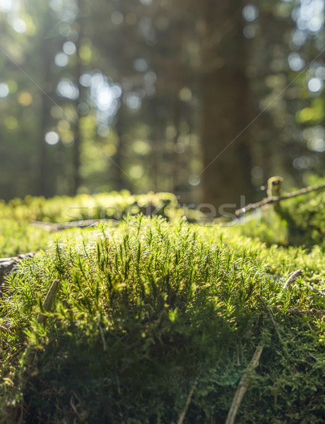 sunny forest scenery Stock photo © prill