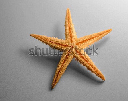 starfish Stock photo © prill