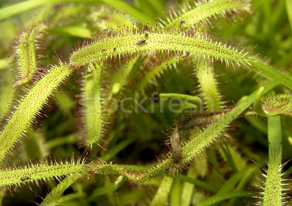 Foto stock: Planta · pormenor · carnívoro · armadilha · folha · verde
