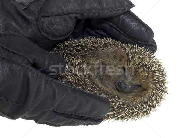 Stock foto: Halten · Igel · jungen · schwarz · Leder · Handschuhe