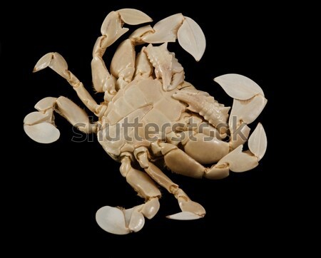 underside of a moon crab Stock photo © prill