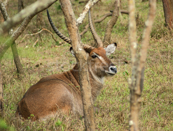 Foto stock: Uganda · suelo · África · naturaleza · planta