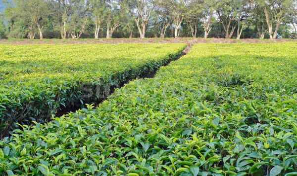 tea estate in Africa Stock photo © prill