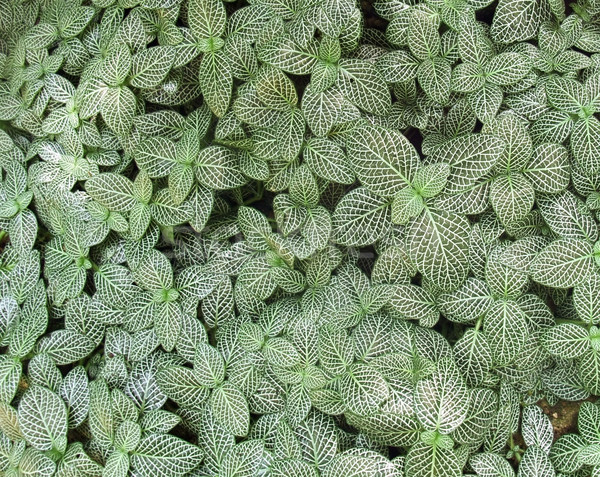 patterned leaves background Stock photo © prill