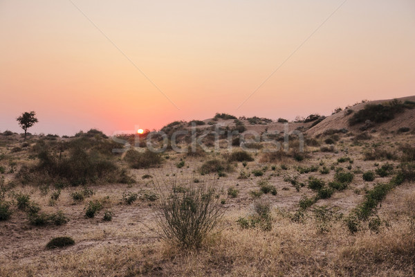 Thar Desert Stock photo © prill