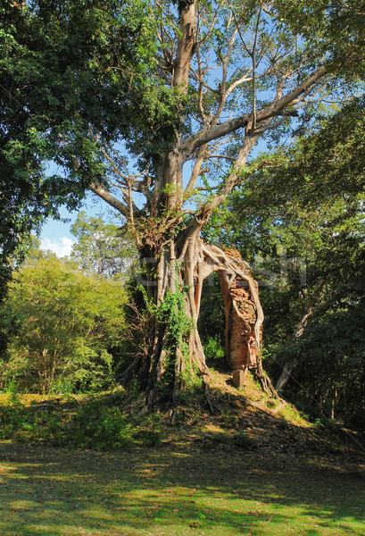 Fantastisch Baum Tempel Kambodscha Stein Architektur Stock foto © prill