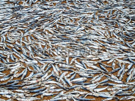 fishes on the ground Stock photo © prill
