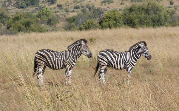 Zebras in the savanna Stock photo © prill