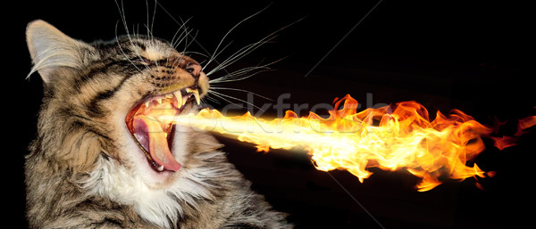 fire-breathing cat Stock photo © prill