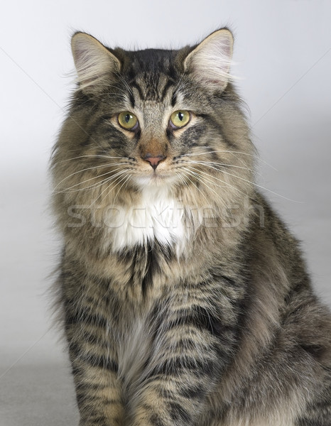 Stock photo: Norwegian Forest Cat