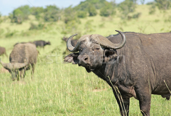 African Buffalos in the Savannah Stock photo © prill