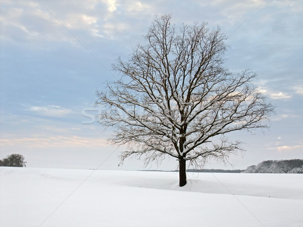 winter tree Stock photo © prill