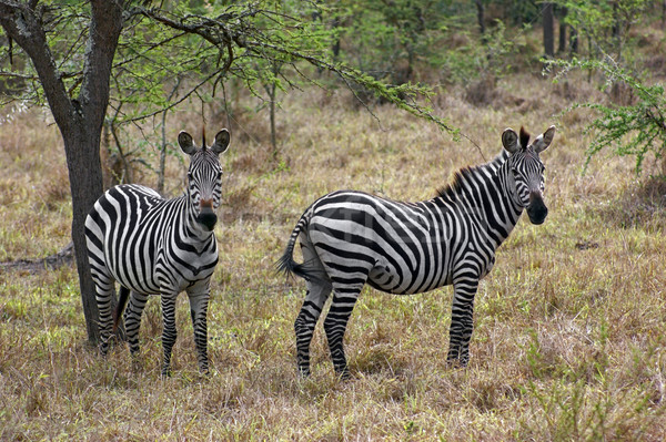 Zebras in Africa Stock photo © prill