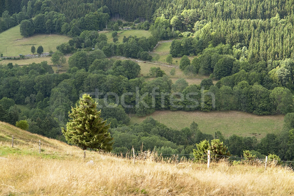 Vosges scenery Stock photo © prill