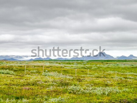 Landschap IJsland verlaten natuurlijke bloem gras Stockfoto © prill
