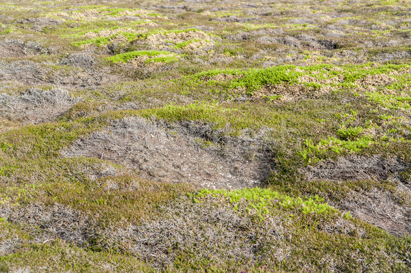 colorful heath vegetation Stock photo © prill