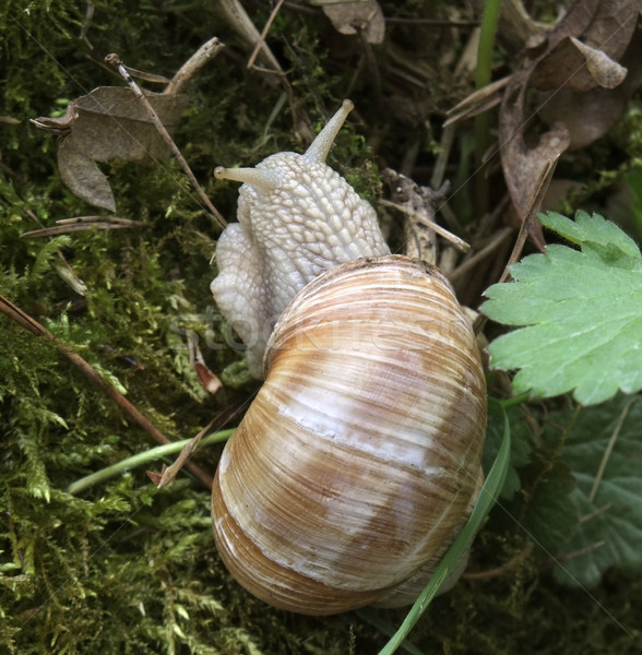 Stock foto: Weinrebe · Schnecke · erschossen · natürlichen · zurück