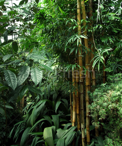tropical greenhouse scenery Stock photo © prill