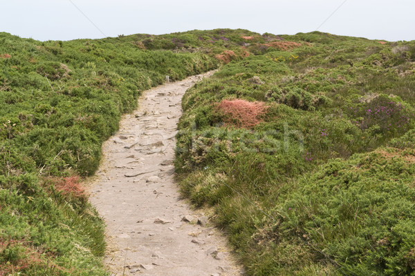 heathlands scenery Stock photo © prill